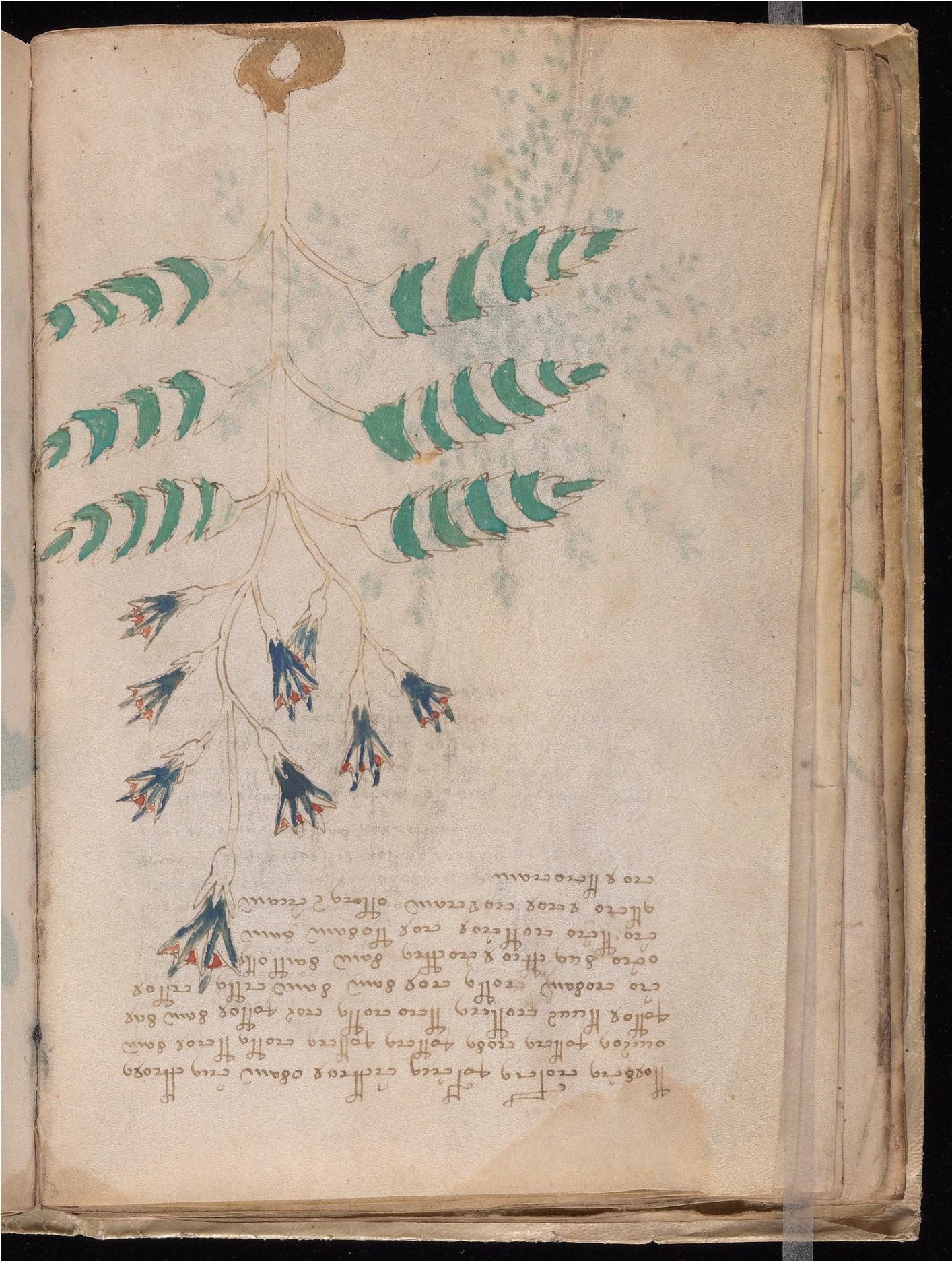 Original manuscript of Folio 21v